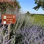 Au Pied Des Vignes