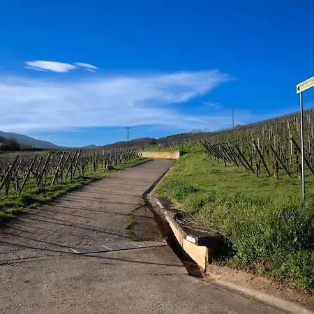 Appartement Au Pied Des Vignes, Cocon Douillet Et Chaleureux ! Bergheim