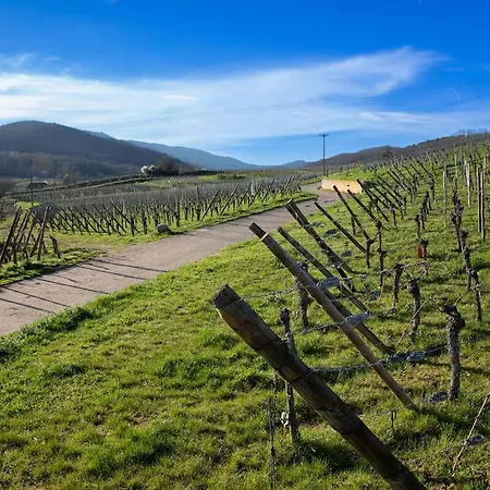 Au Pied Des Vignes Bergheim