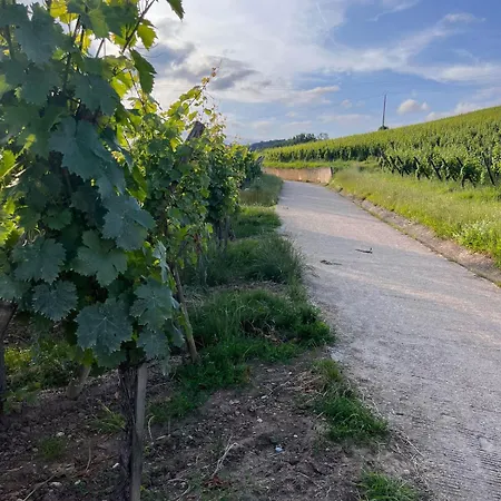 Daire Au Pied Des Vignes Bergheim